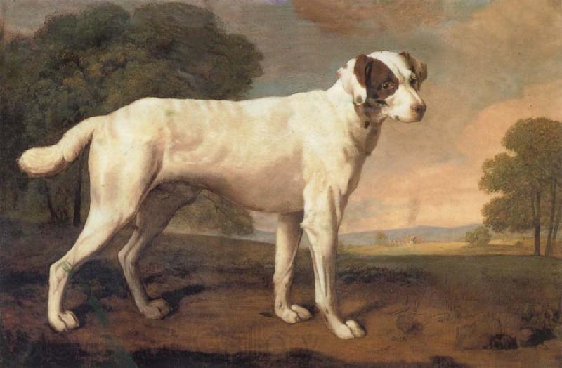 George Stubbs Dog